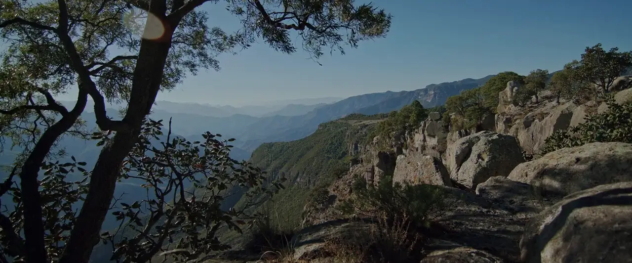 Árbol solitario en el borde de una barranca de la Sierra Tarahumara en Chihuahua, México